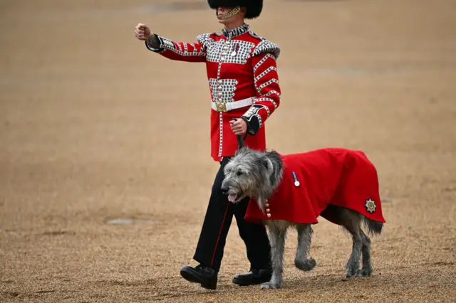 The Irish Guards' regimental mascot -  an Irish wolfhound - is seen on parade during Trooping the Colour at Horse Guards Parade