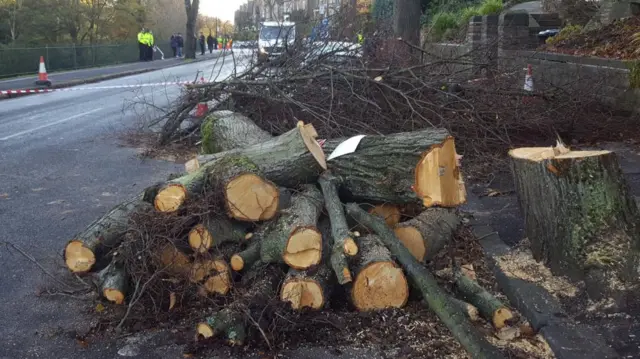 Remnants of tree chopped down on Sheffield street