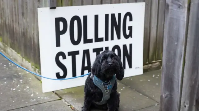 Lacey the dog sitting next to a polling station sign