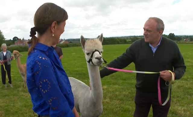 Ed Davey is speaking to the BBC while petting an alpaca