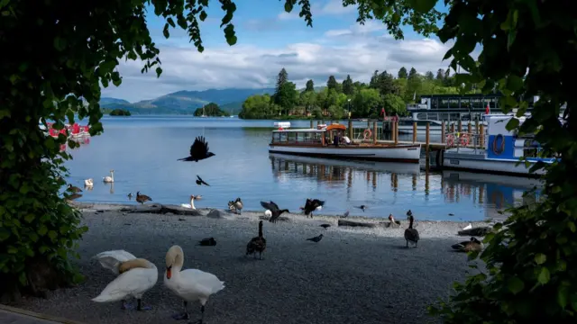 Swans, ducks and other birds at the water's edge, with a jetty in the background