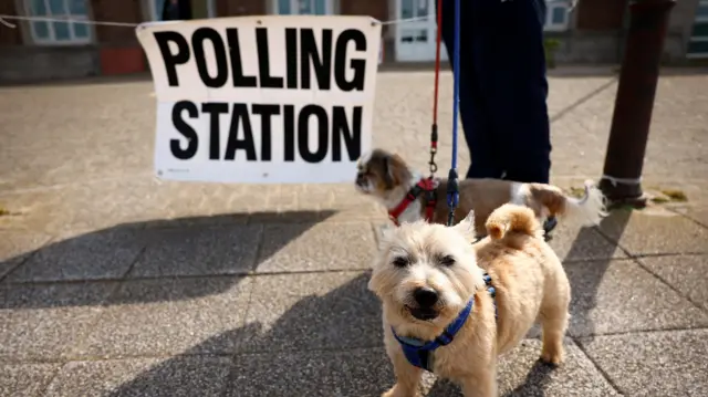 Dogs stand outside a polling station