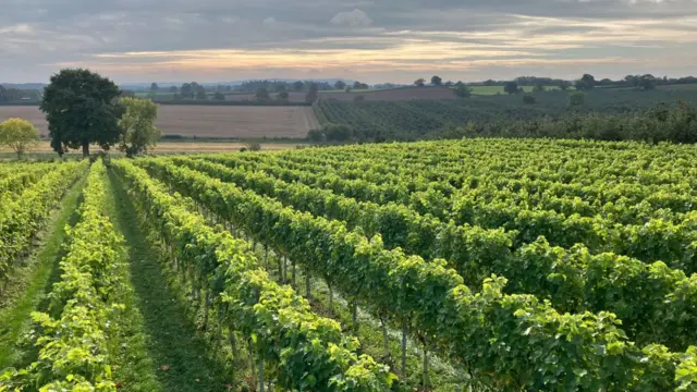 Crops grow in a field in Herefordshire