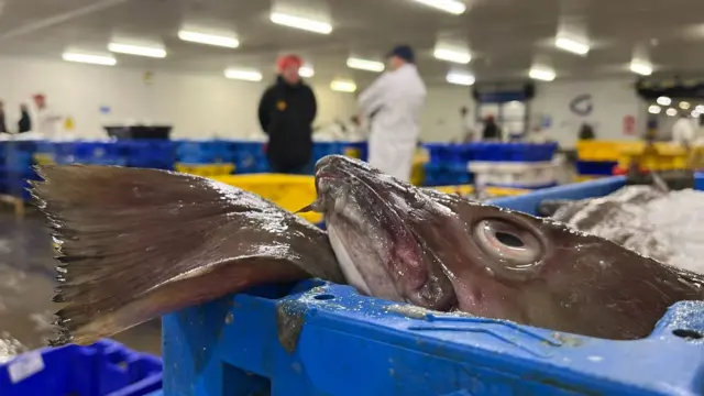 A closeup of a fish in an ice box