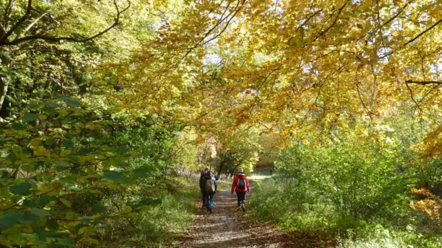 People walking in the woods