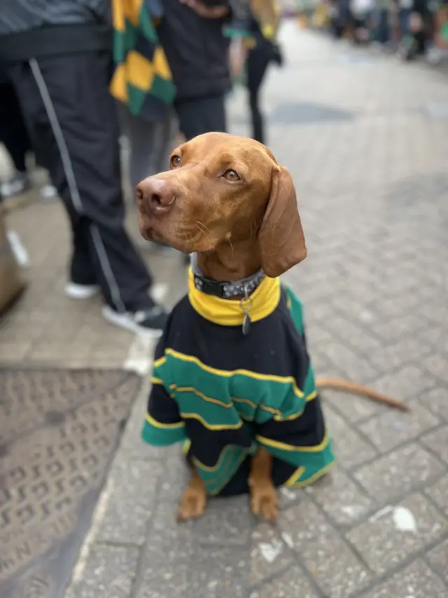 A dog wearing a Saints shirt