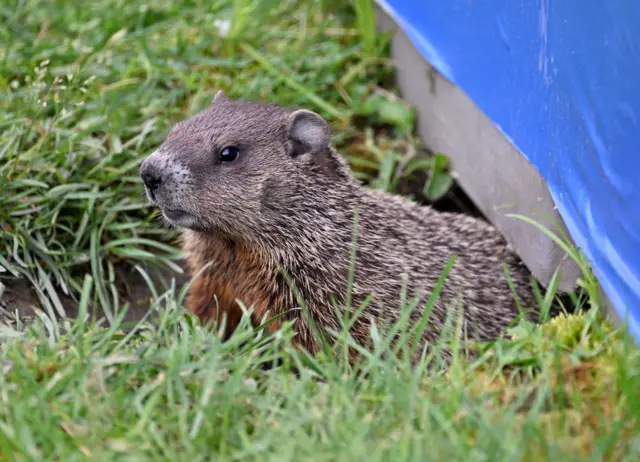 Groundhog pictured near the Circuit Gilles Villeneuve