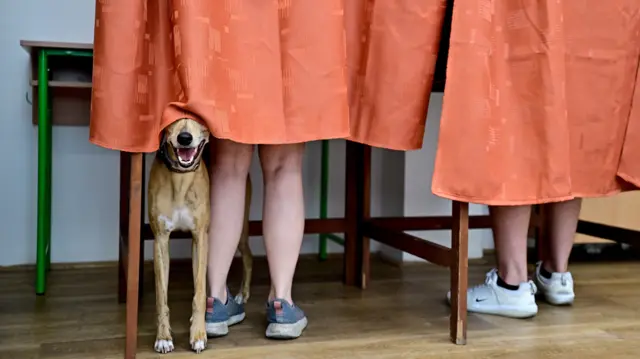 A dog stands inside a voting booth as people vote during European Parliament and municipal elections, in Budapest