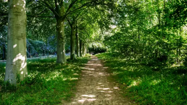 Footpath in Leigh Woods