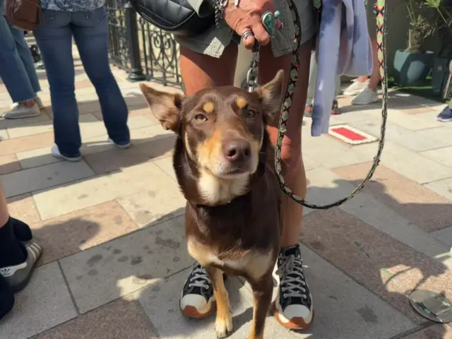 Dog stood between owner's legs