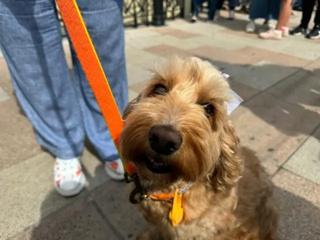 Smiling dog