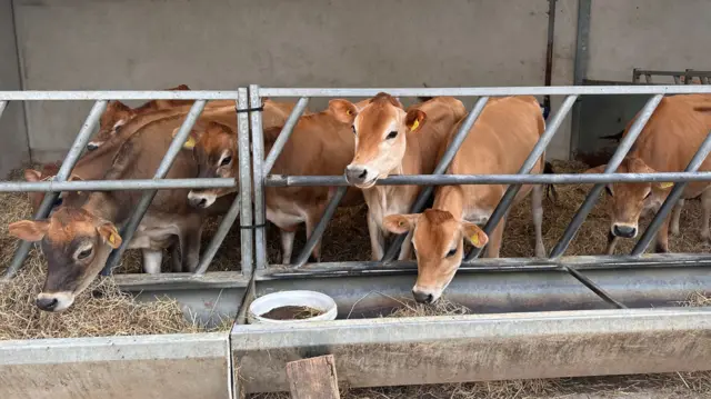 Seven Jersey heifers