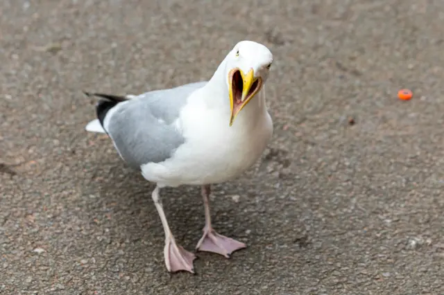 A shocked seagull at Pittodrie