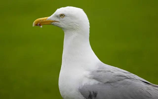 Seagull