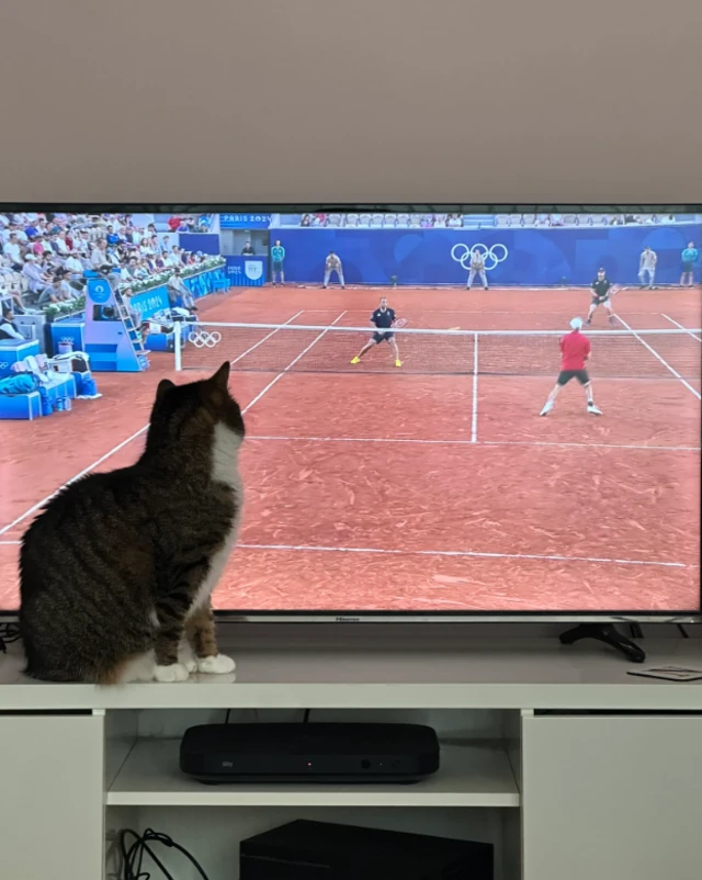 Cat watches Murray/Evans