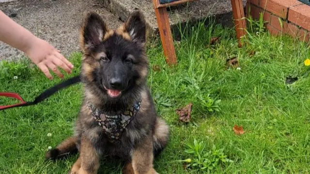 An 11-week-old German Shepard waits outside a polling station.