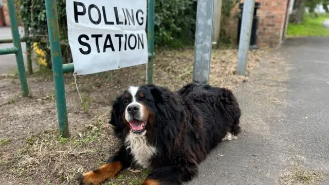 A tri-colour dog lays in the dirt below a polling station sign