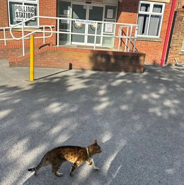 A spotted cat walks on the asphalt of a primary school yard