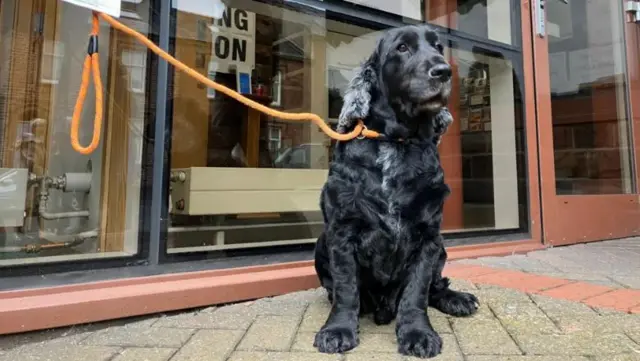 A black spaniel sits outside a window that has a polling station sign in it