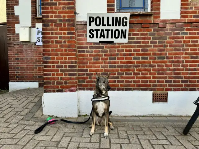 A dog sat down in front of a polling station