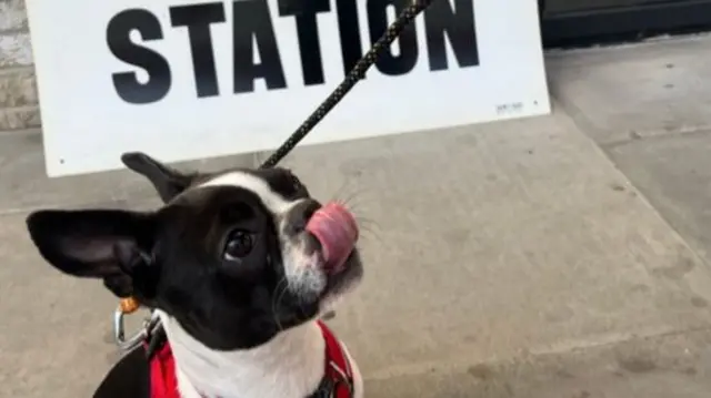 Dog licking its lips in front of a polling station sign