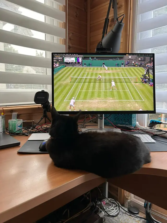 A cat watches the tennis on a desktop screen