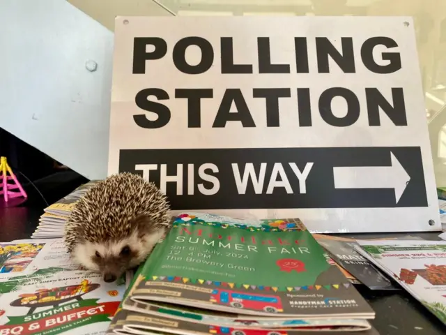 Hedgehog at a polling station