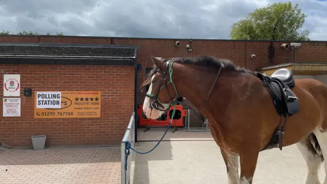 A horse pictured in front of a marked polling station