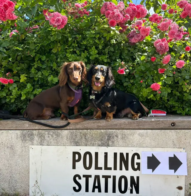 Two brown Dachshunds stand on a wall by a rose bush above a polling station sign