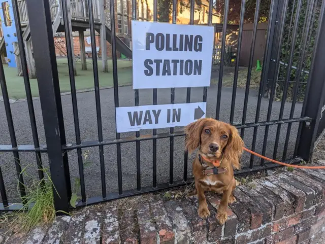 A cocker spaniel outside a polling station in Newbury