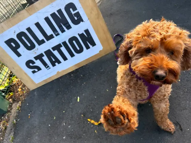 A red cockapoo sits, holding one paw up, by a polling station sign