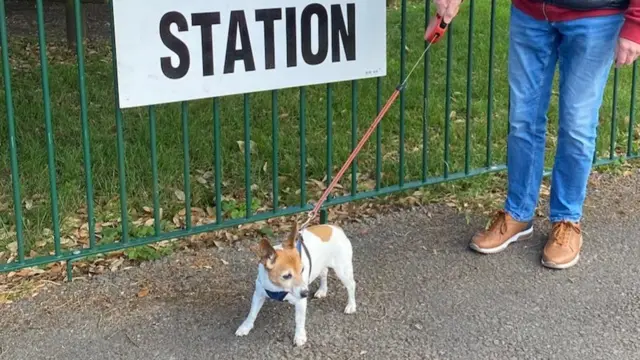 A small dog by a polling station sign