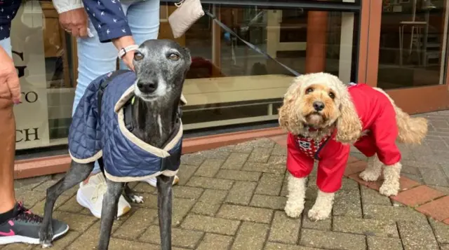 A whippet style dog and a small spaniel type