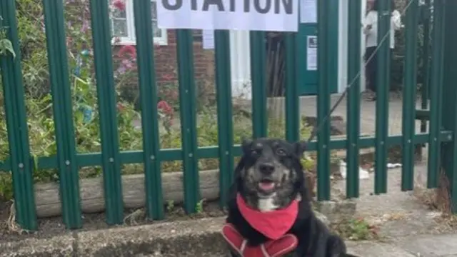 Dog sat outside polling station