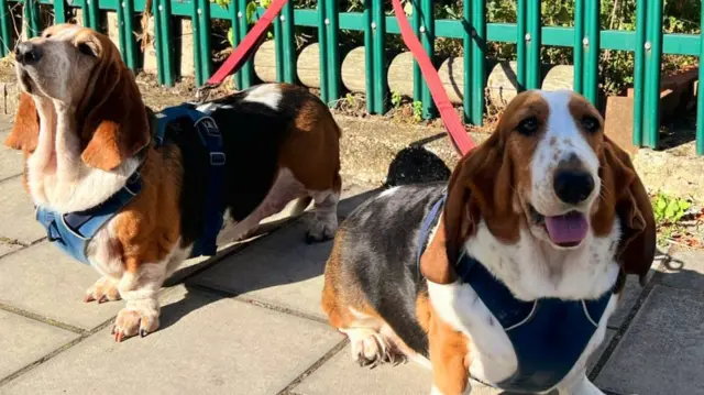 Two dogs tied by their leashes on a green gate outside a polling station