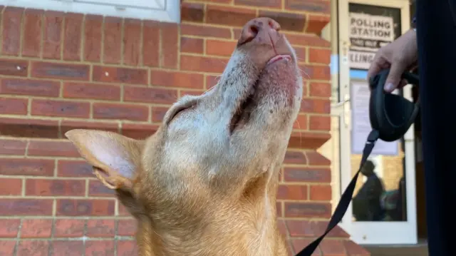 Dog looking up with eyes closed and a polling station in the background