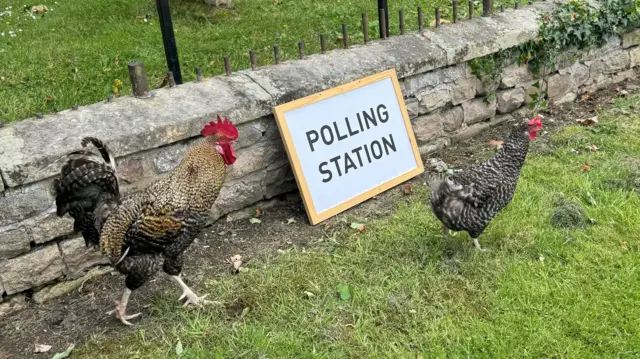 Two chickens besides a polling station sign