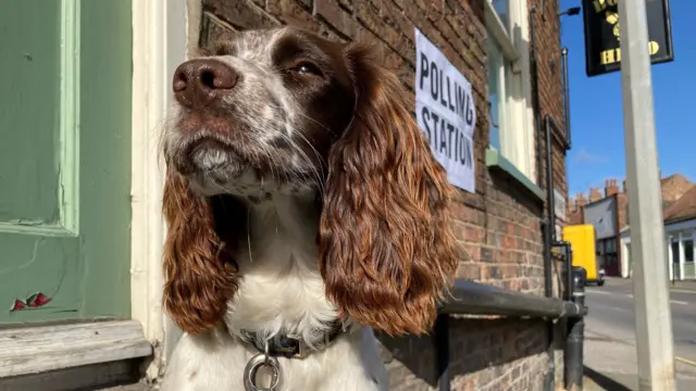 Phoebe the dog outside the polling station in the Boars Head pub in Louth