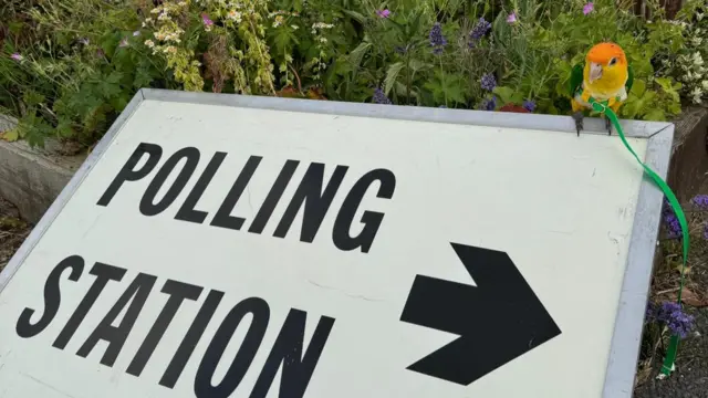 An orange and yellow parrot sits atop a polling station sign.