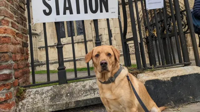 Rhoda went for a walk with her owner to the polling station at St Mary's Church in Beverley