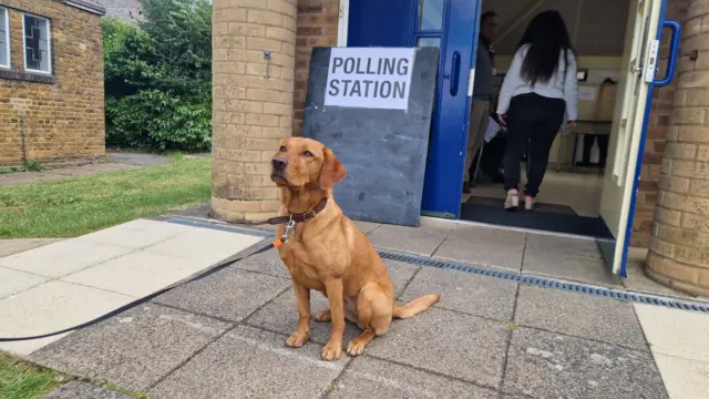 Pippin the red fox Labrador is only two years old, and this is her first vote ever! She has been very excited for this trip to the polling station in Edgware