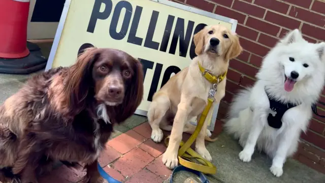 Three dogs outside a polling station