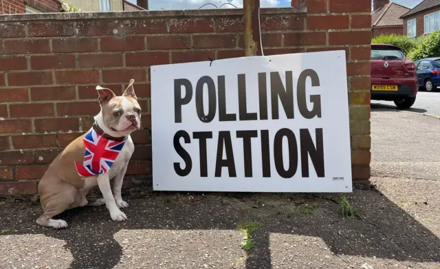 A French bulldog wears a union jack bandana by a polling station sign