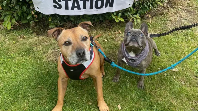 Two dogs in front of a polling station sign