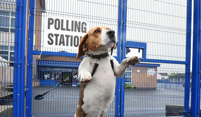 A dog in the foreground rears up on its hind legs. Behind it, a sign for a polling station is pinned to a blue wire fence.