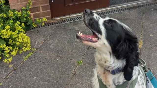 Jasper, who's been recovering from a car crash, patiently waiting near a polling station in Birmingham.