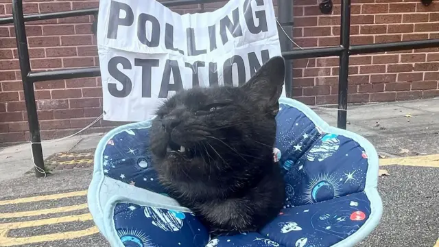 Cat Gustav Robert the First in front of a polling station sign