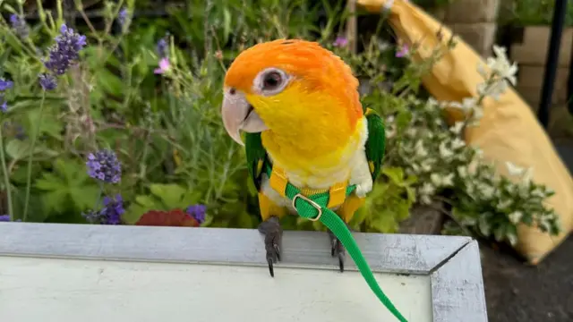 An orange and yellow parrot sits atop a polling station sign.