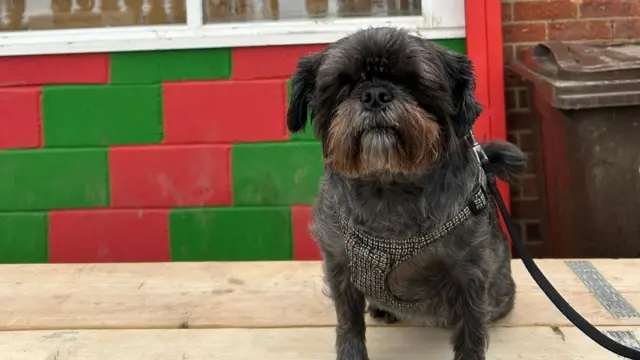 Betsy the dog waits for the election results at her local polling station in Hull