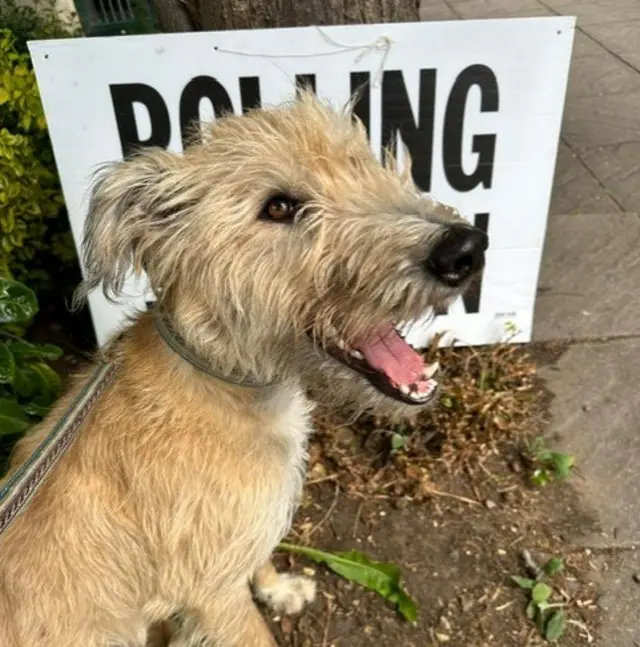 A brown dog at a polling station